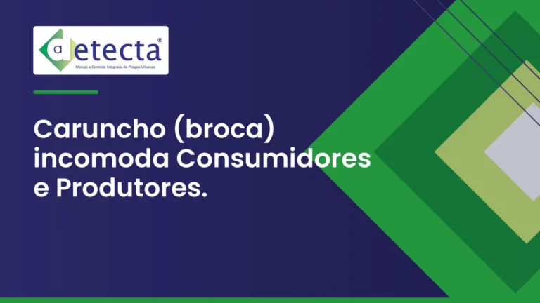 Capa do artigo sobre caruncho (broca) incomoda Consumidores e Produtores.