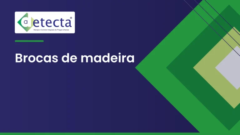 Capa do artigo sobre brocas de madeira.