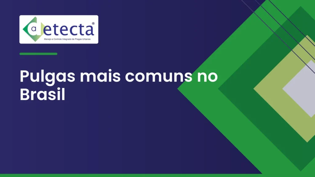 Capa do artigo sobre pulgas mais comuns no Brasil.