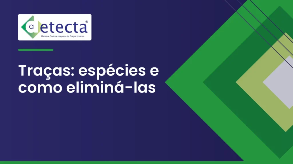 Capa do artigo sobre traças: espécies e como eliminá-las.