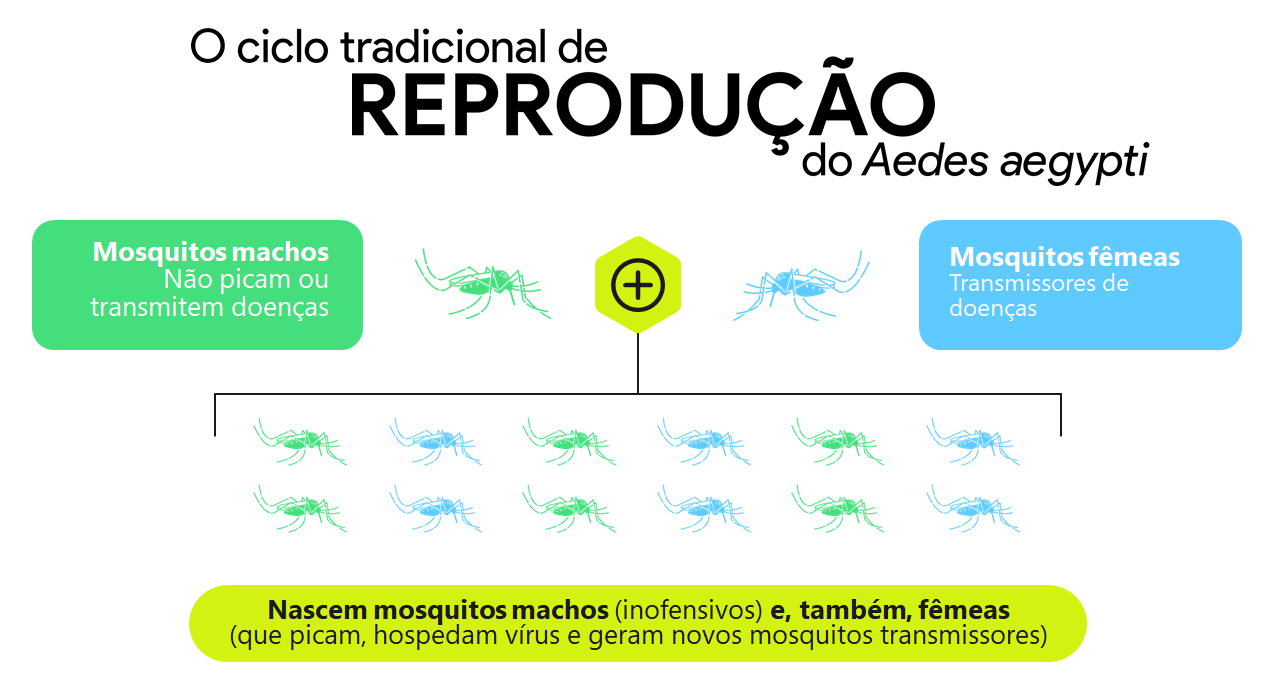 Ciclo de reprodução tradicional do mosquito Aedes Aegypti transmissor da Dengue