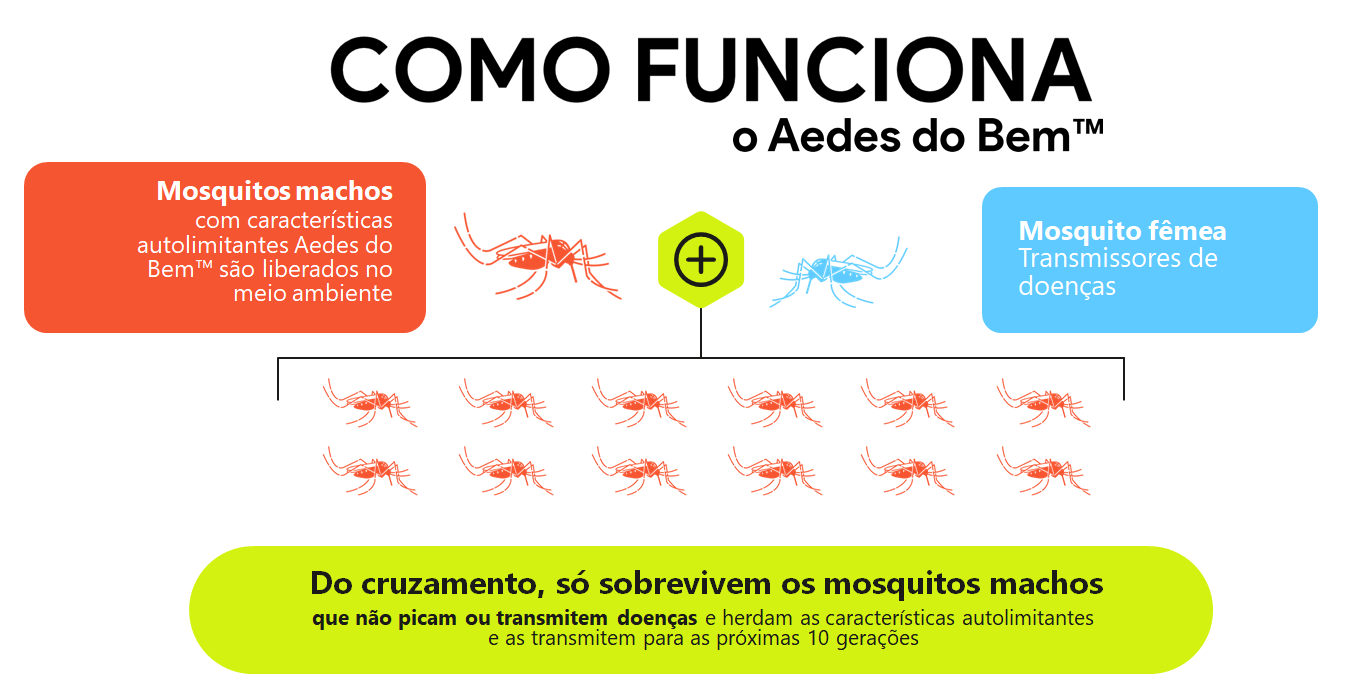Ciclo de reprodução com Aedes do bem do mosquito Aedes Aegypti transmissor da Dengue