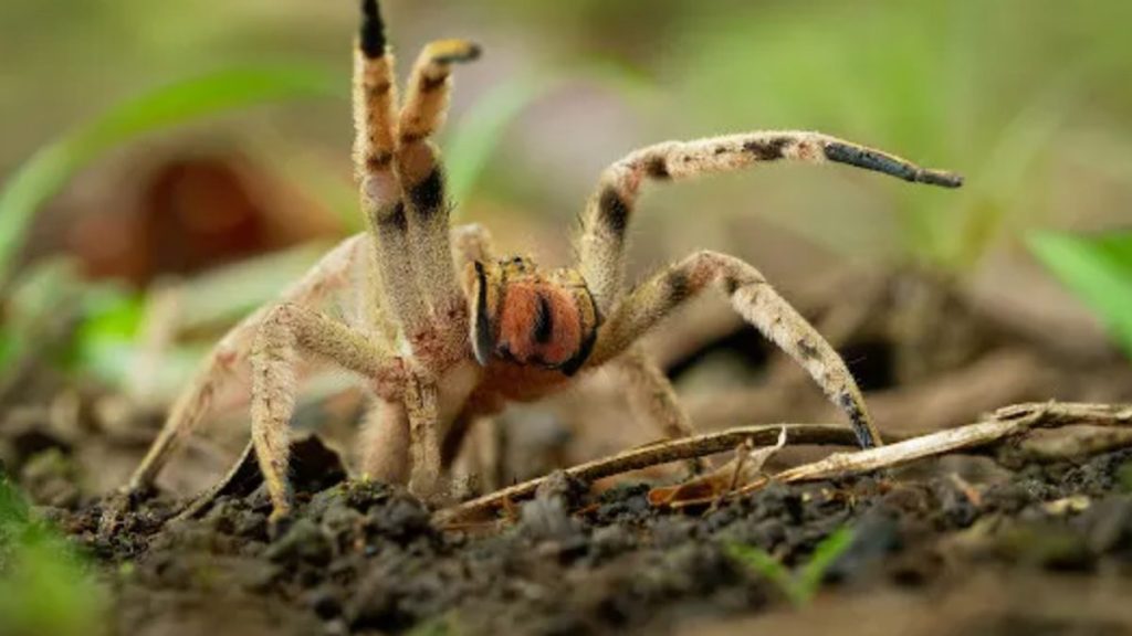 Aranha em ambiente externo para orientação sobre identificação.