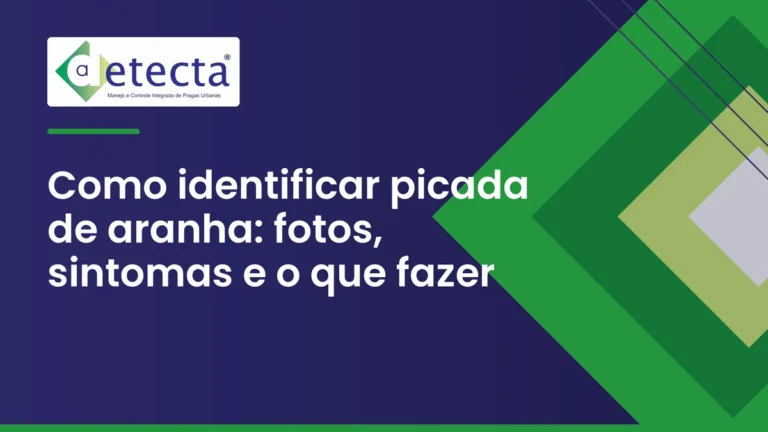 Capa do artigo sobre como identificar picada de aranha.
