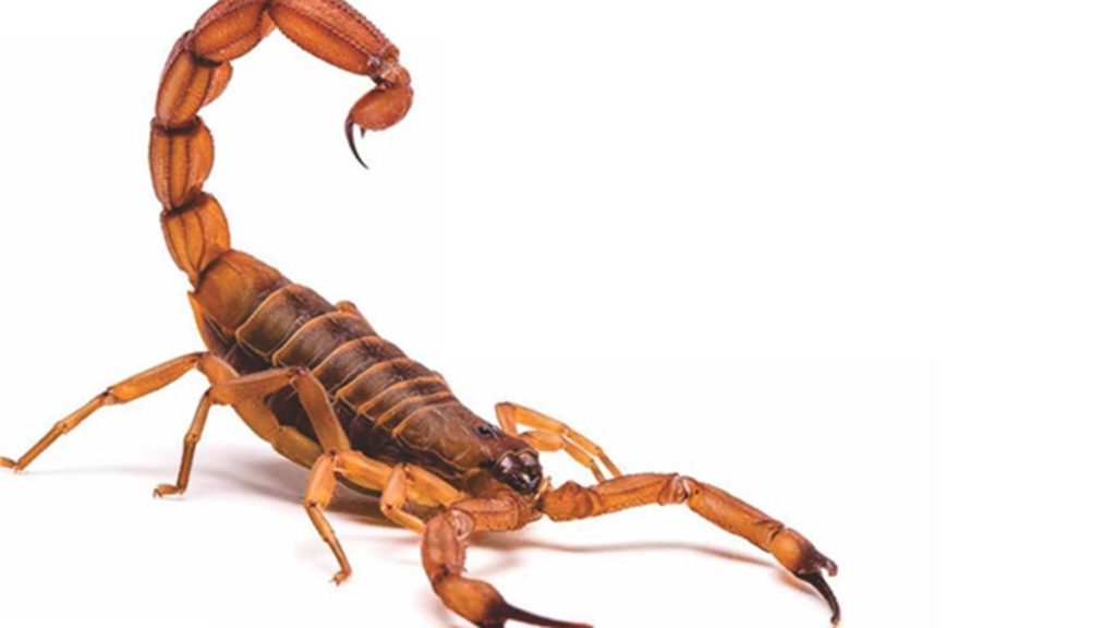 Escorpião em superfície clara para identificação de risco.