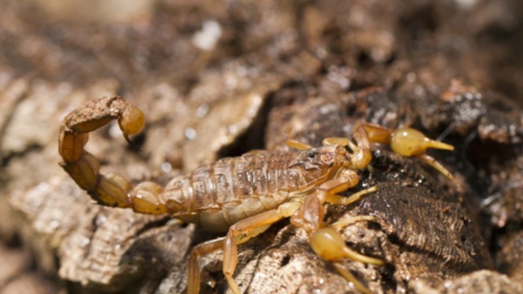 Escorpião em área seca de quintal para orientação de controle.
