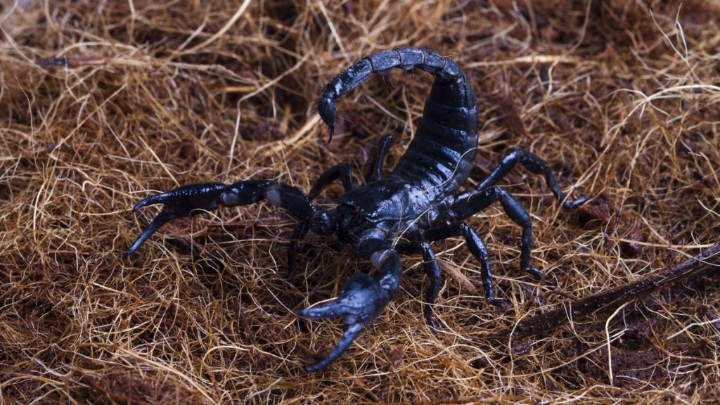 Escorpião em ambiente externo usado para identificação de espécie.