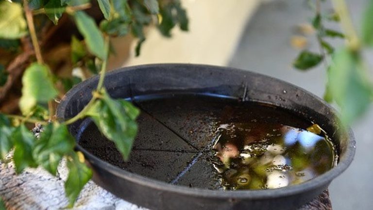 Recipiente com água parada usado na inspeção de focos de mosquito.