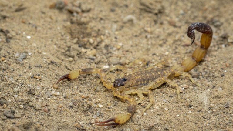 Escorpião sobre superfície de areia para conteúdo de primeiros cuidados.