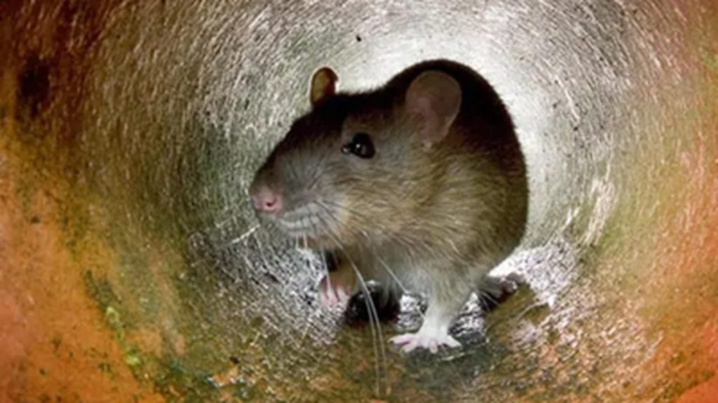 Rato em tubulação, ponto comum de abrigo e acesso.